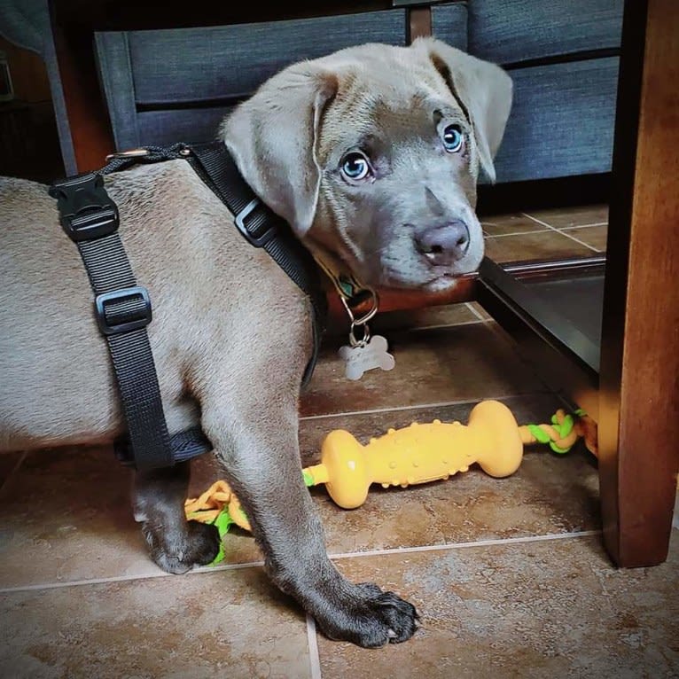 Jaxon, an American Pit Bull Terrier and Chow Chow mix tested with EmbarkVet.com