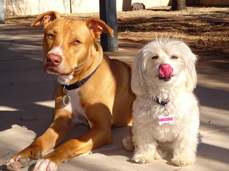 Bobbi, an American Pit Bull Terrier and Rottweiler mix tested with EmbarkVet.com