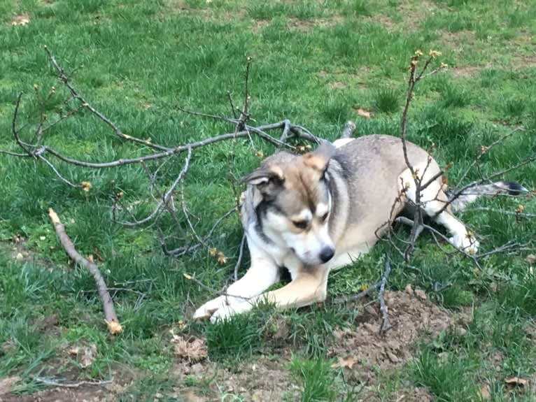 Penny, a Siberian Husky and American Pit Bull Terrier mix tested with EmbarkVet.com