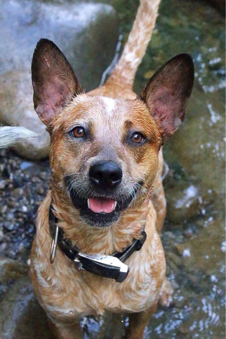 Frost, an Australian Cattle Dog tested with EmbarkVet.com