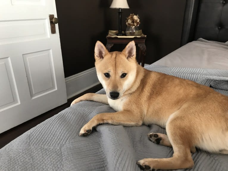 Cymba, a Shiba Inu tested with EmbarkVet.com