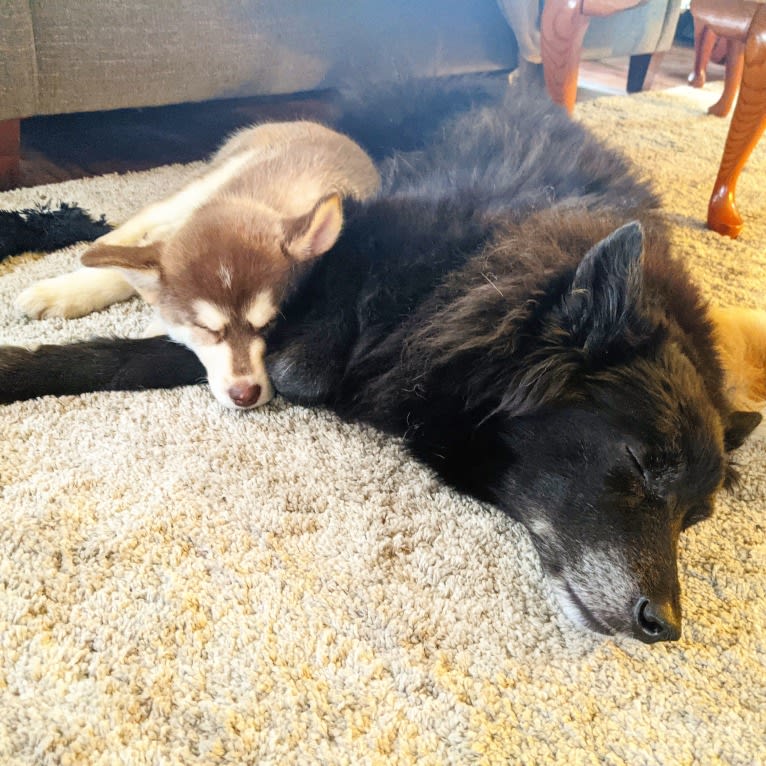 Gambit, a Siberian Husky and Australian Shepherd mix tested with EmbarkVet.com