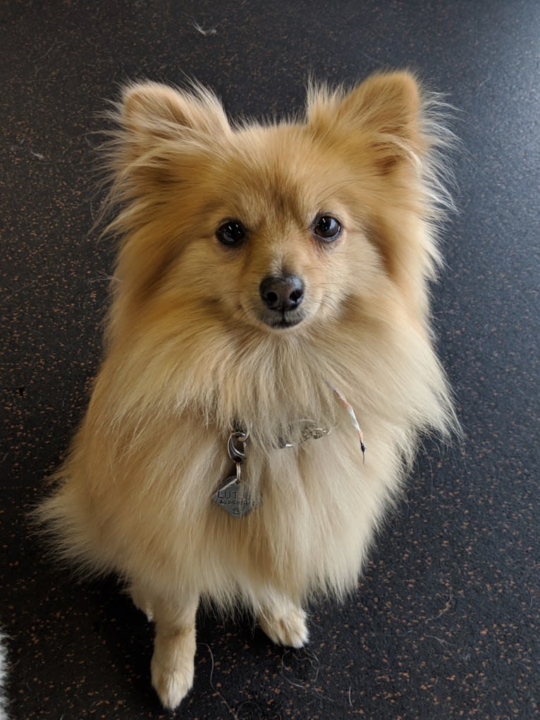 Luther, a Pomeranian tested with EmbarkVet.com