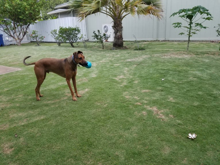 BeeGee, an Australian Kelpie and American Pit Bull Terrier mix tested with EmbarkVet.com