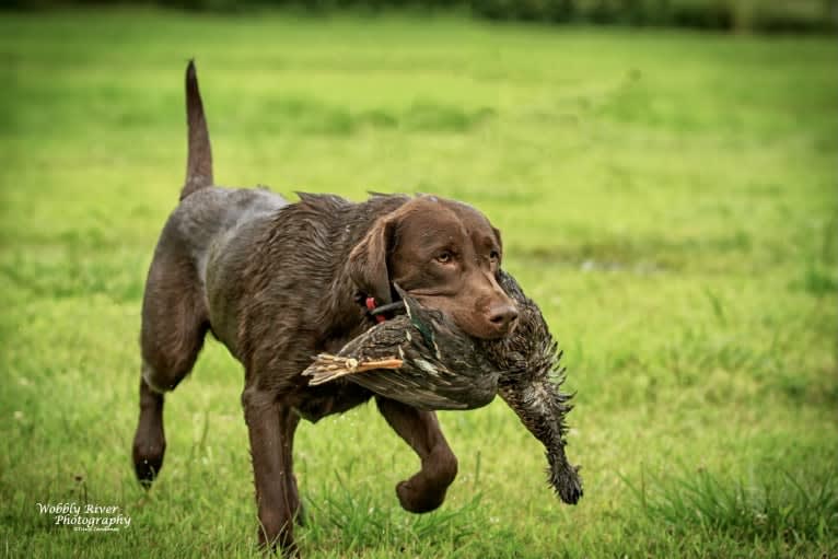 MD’s Goose Maverick, a Labrador Retriever tested with EmbarkVet.com