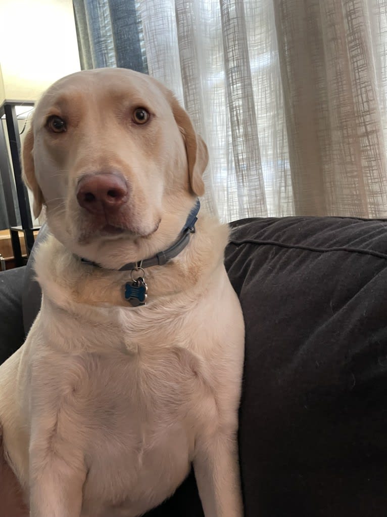 Ben, a Labrador Retriever and Great Pyrenees mix tested with EmbarkVet.com