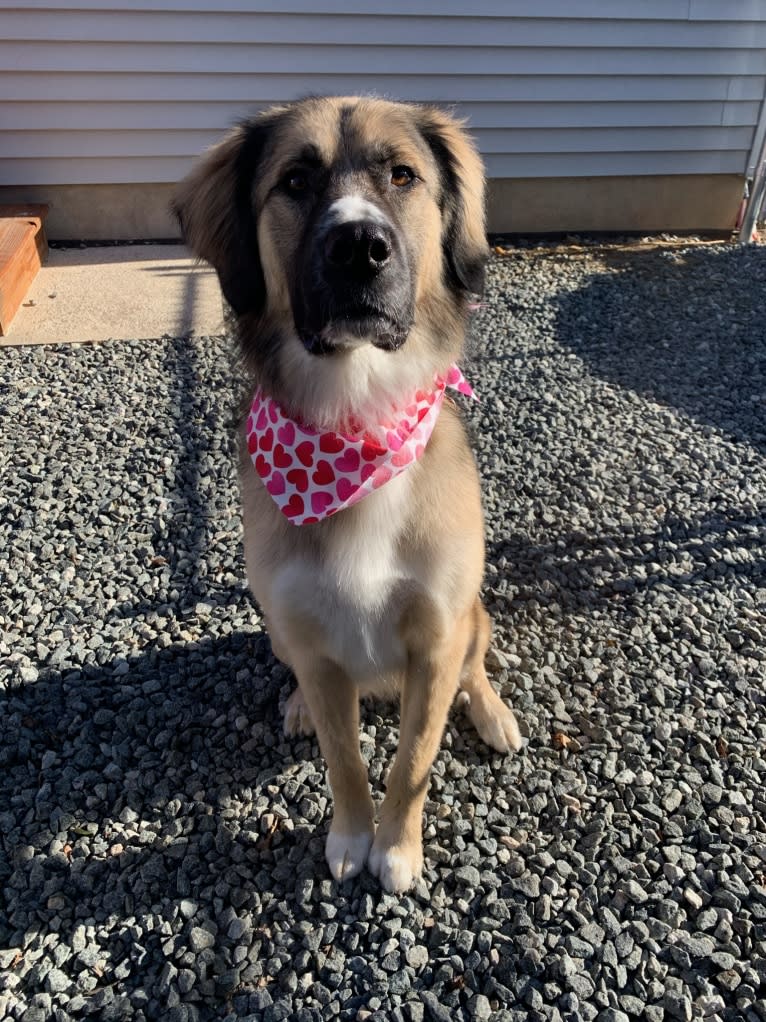 Maverick, a Great Pyrenees and Anatolian Shepherd Dog mix tested with EmbarkVet.com