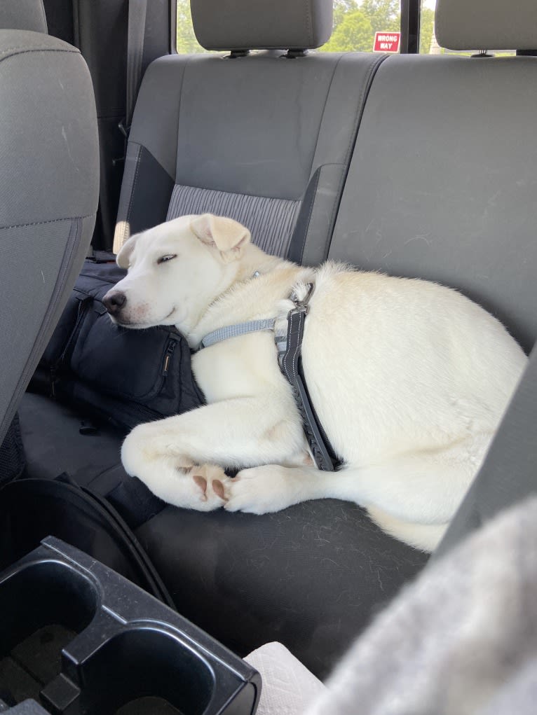 Dash, a Gerberian Shepsky (12.7% unresolved) tested with EmbarkVet.com
