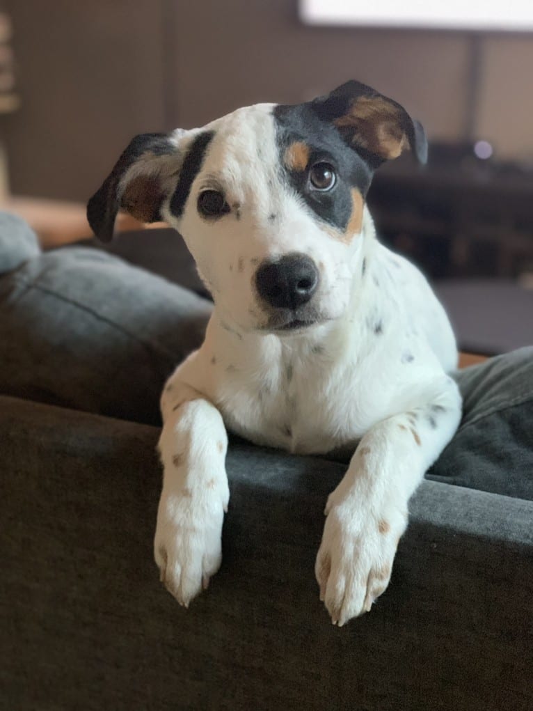 Rita, an Australian Cattle Dog and Rottweiler mix tested with EmbarkVet.com