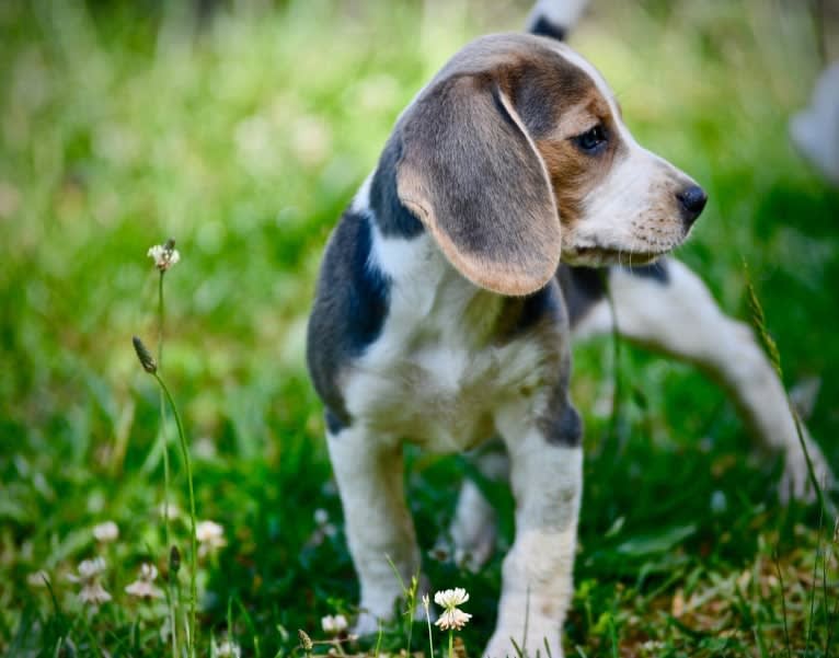 Moonshine 🌚, a Beagle tested with EmbarkVet.com