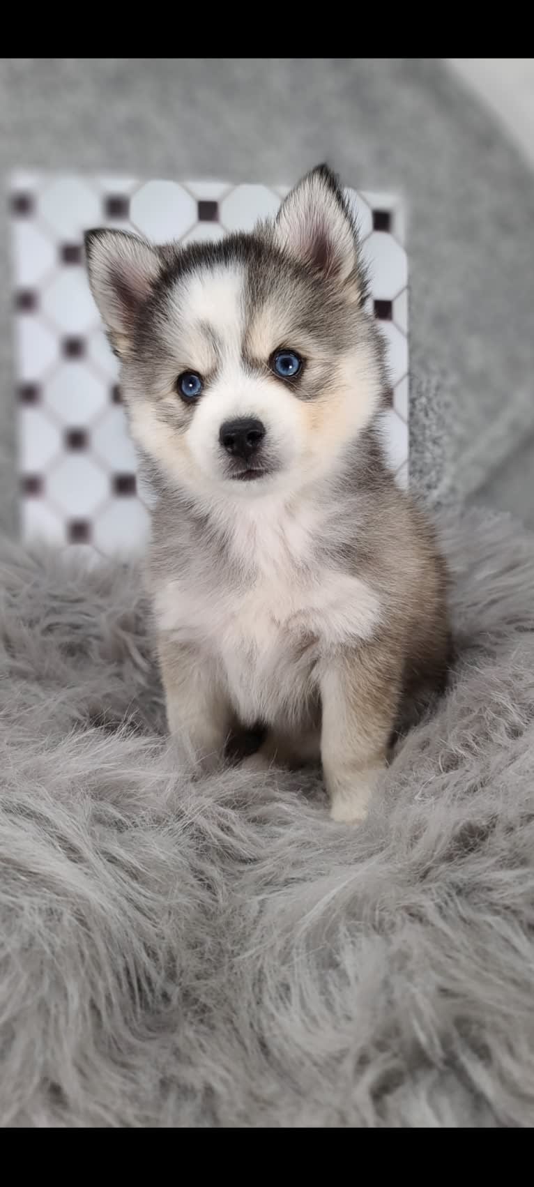 Purely's Izzie, a Pomsky tested with EmbarkVet.com