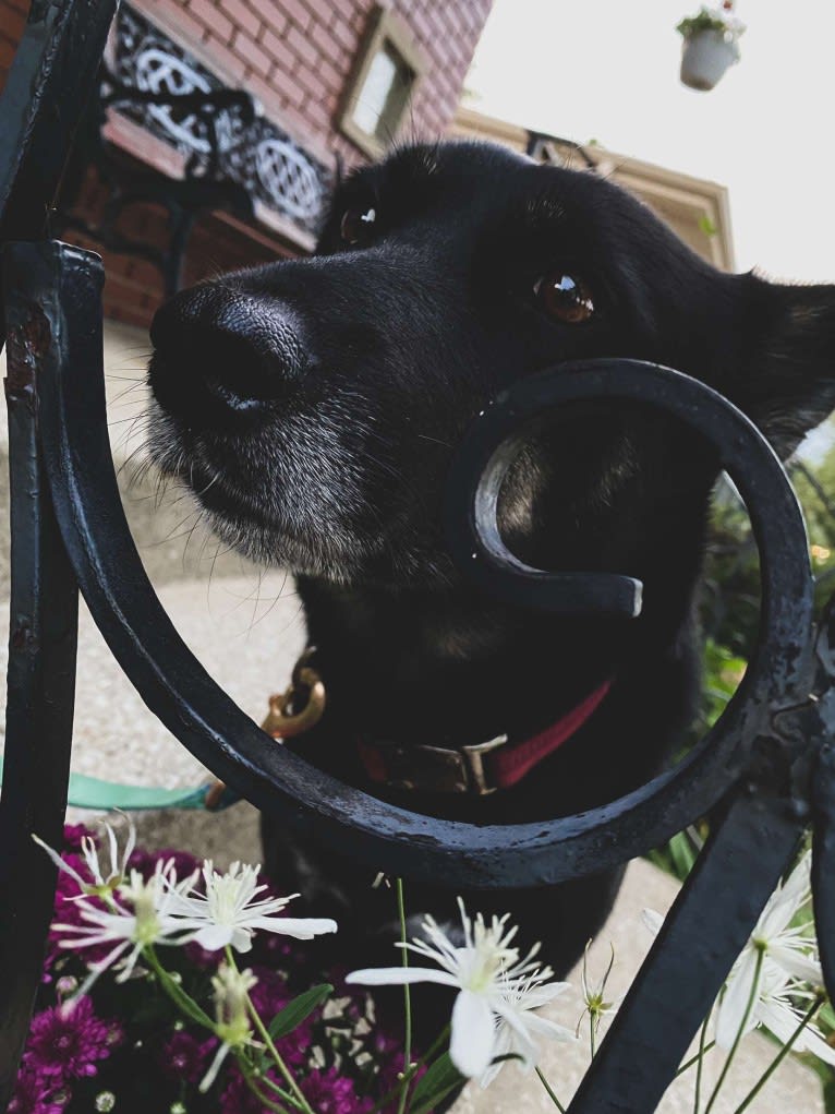 Laika, a Siberian Husky and Border Collie mix tested with EmbarkVet.com