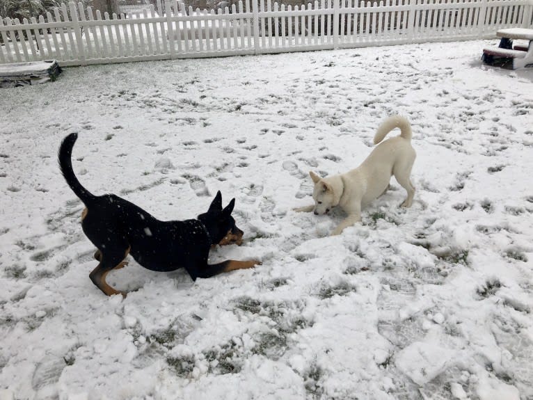 Blitzen, an Australian Cattle Dog and Doberman Pinscher mix tested with EmbarkVet.com