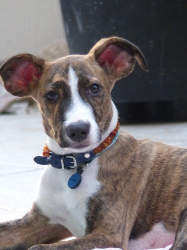 George, an American Village Dog tested with EmbarkVet.com