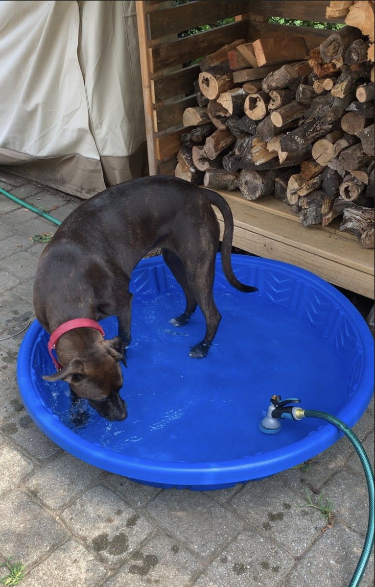 Carly, an American Pit Bull Terrier and Rottweiler mix tested with EmbarkVet.com