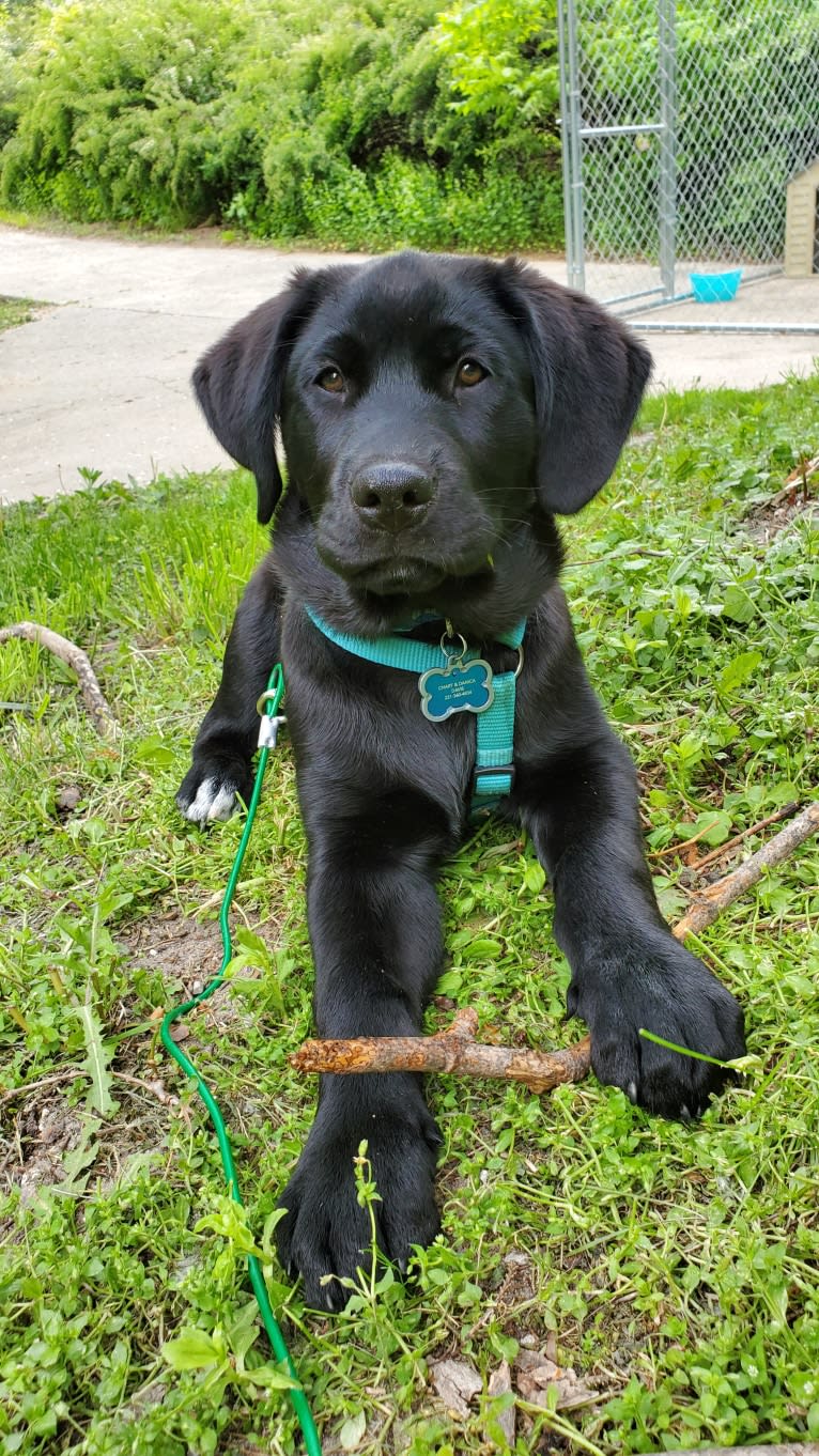 Chowder, a Siberian Husky and Labrador Retriever mix tested with EmbarkVet.com