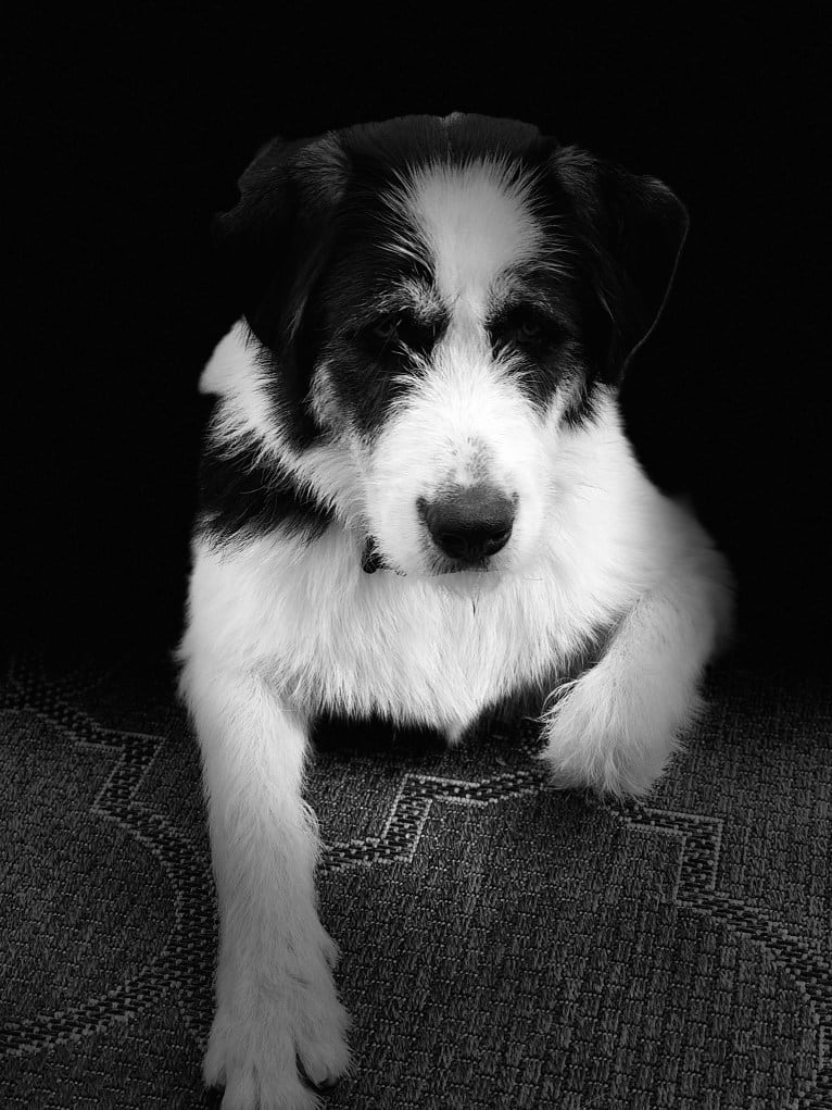 Jameson, a West Asian Village Dog tested with EmbarkVet.com