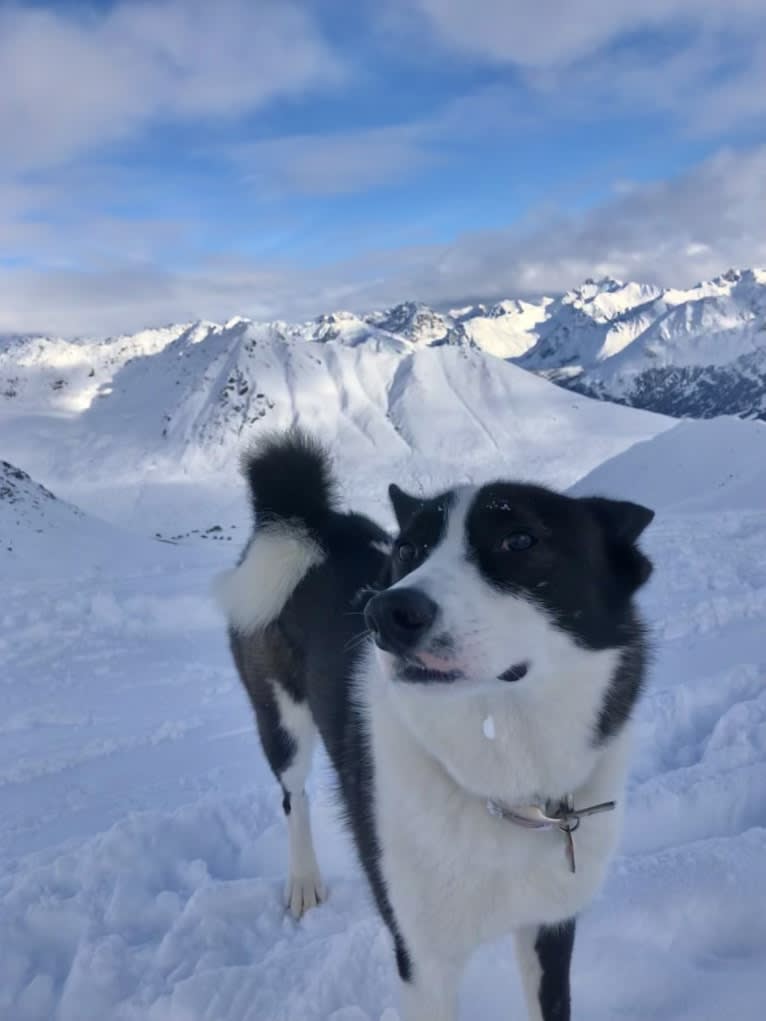 Tuli, a Karelian Bear Dog tested with EmbarkVet.com