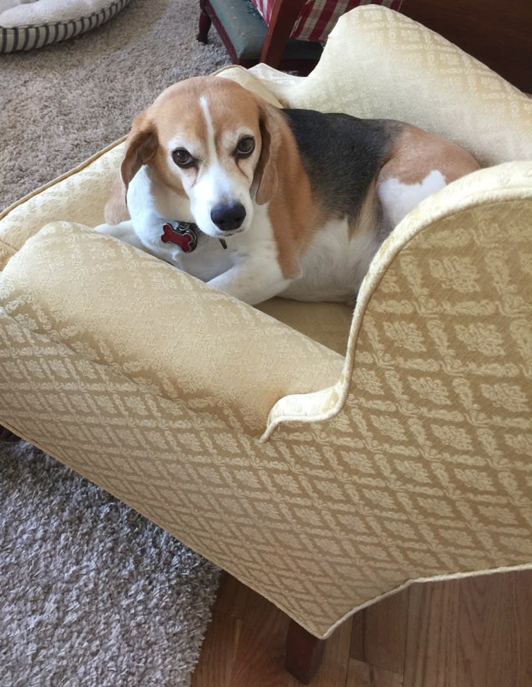 Fred, a Beagle tested with EmbarkVet.com