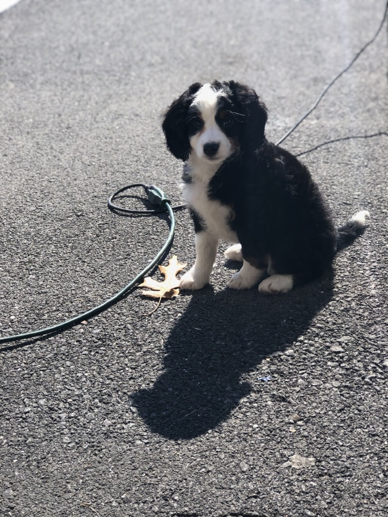 Lola, a Bernedoodle tested with EmbarkVet.com