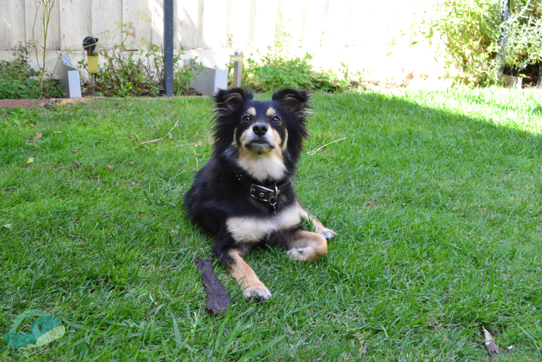 Pablo, a Pomeranian and Russell-type Terrier mix tested with EmbarkVet.com