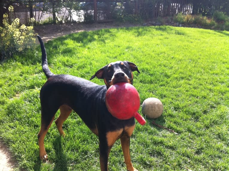 Neo, a Doberman Pinscher and Rottweiler mix tested with EmbarkVet.com