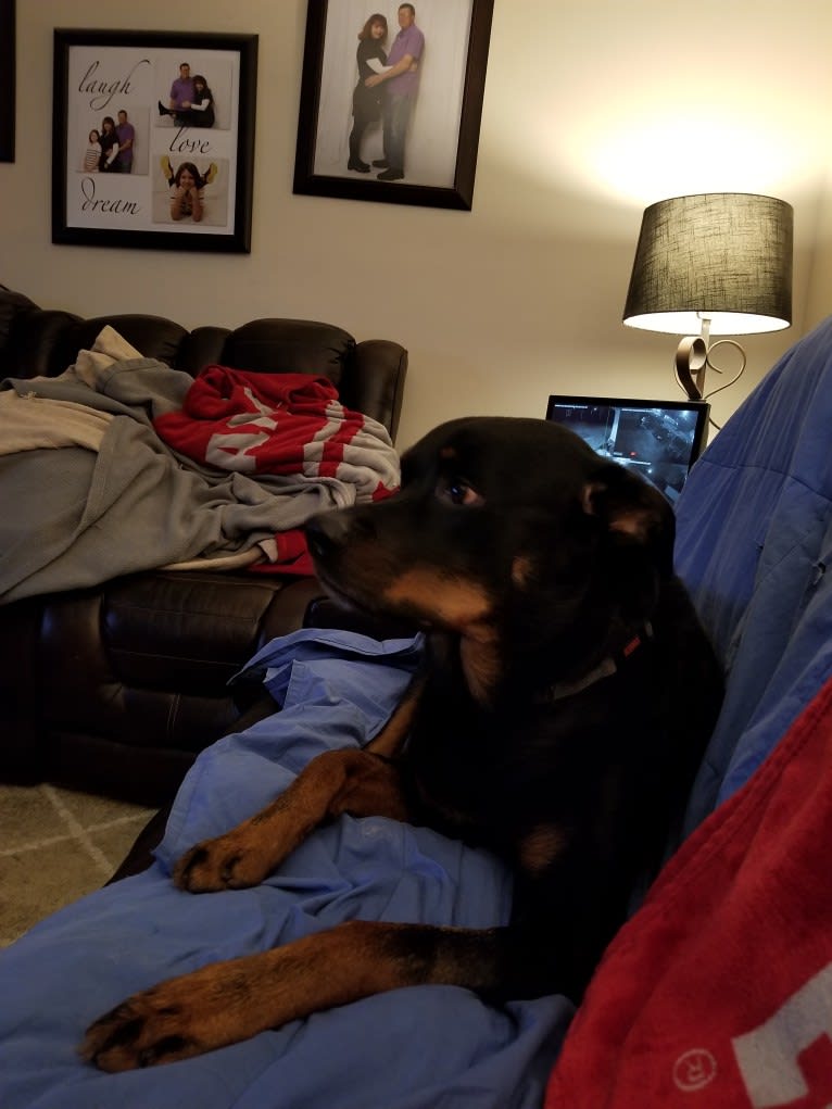 Zeuse, a Rottweiler tested with EmbarkVet.com