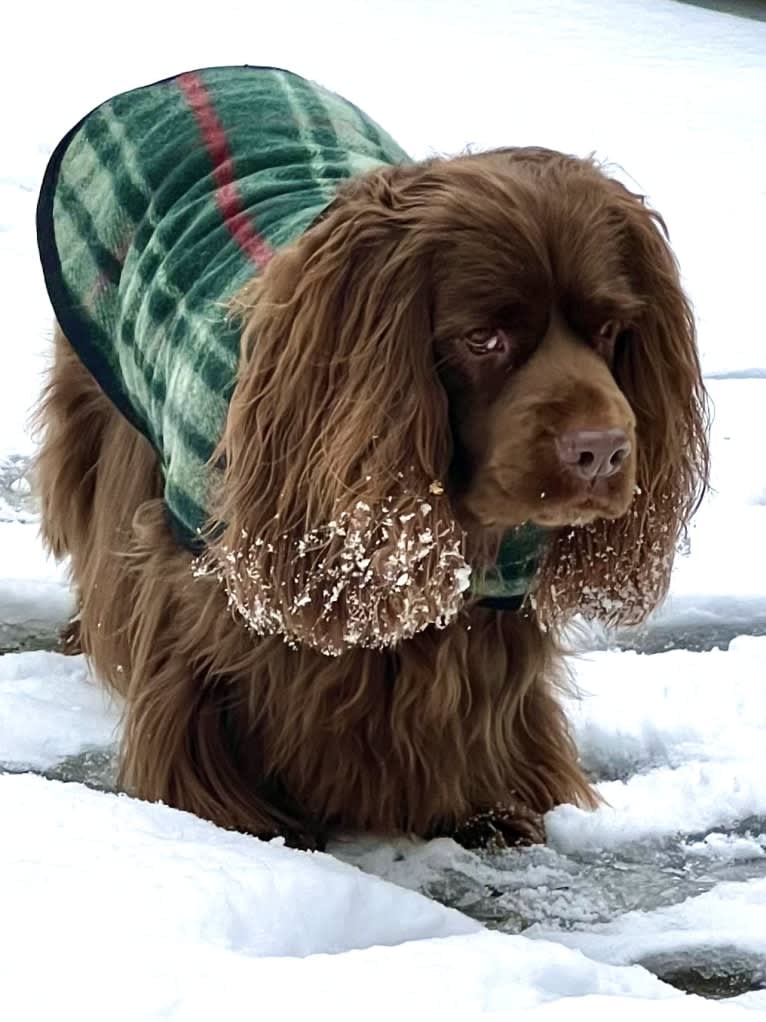 Tallulah, a Sussex Spaniel tested with EmbarkVet.com