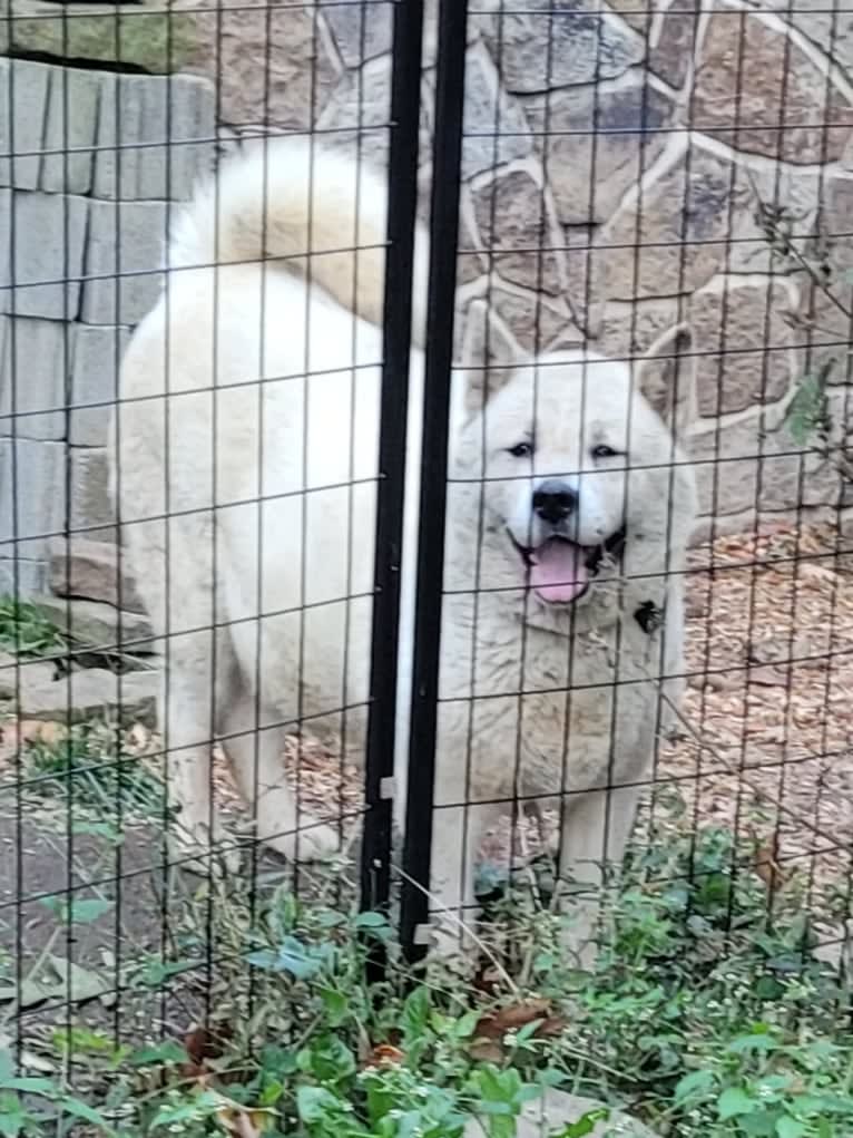 Arya, an Akita tested with EmbarkVet.com