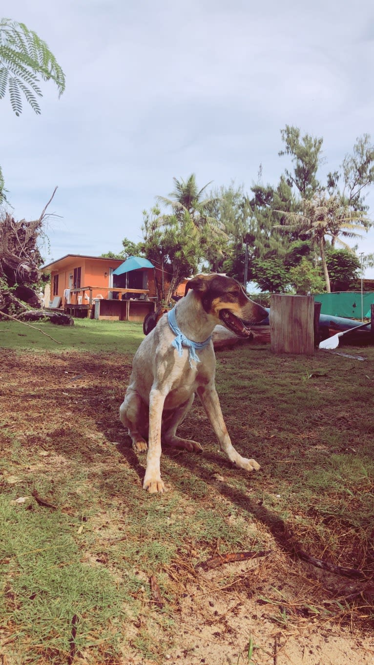 Koru, a Melanesian Village Dog tested with EmbarkVet.com