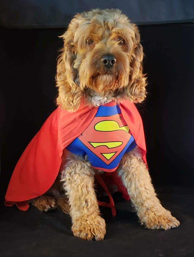 Photo of Gambit, a Cockapoo  in Indiana, USA