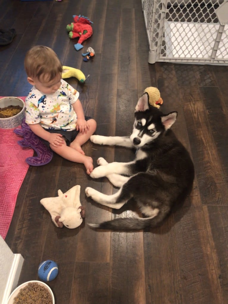 Drake Flynn, a Siberian Husky tested with EmbarkVet.com