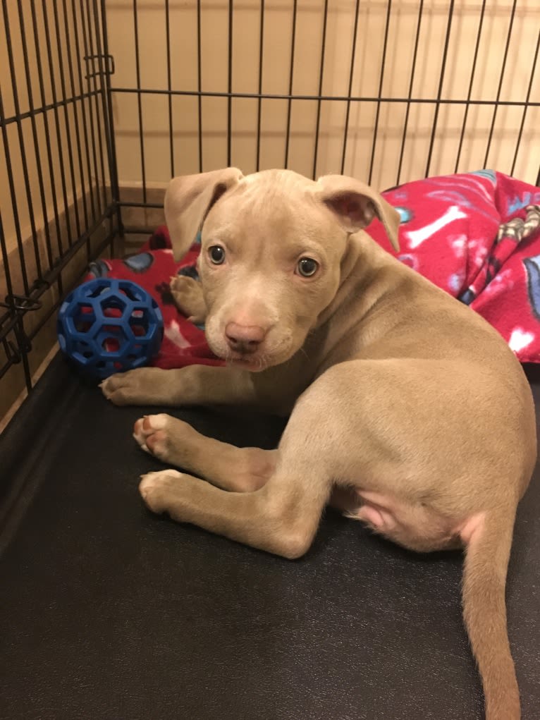 Mira, an American Pit Bull Terrier and American Bulldog mix tested with EmbarkVet.com