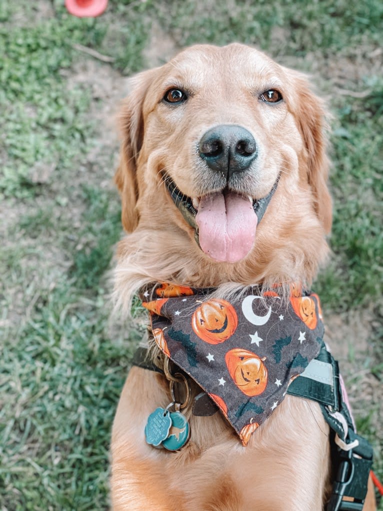 Marley, a Golden Retriever tested with EmbarkVet.com