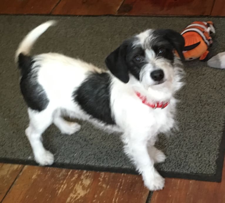 Pepe Le Pew, a Beagle and Maltese mix tested with EmbarkVet.com