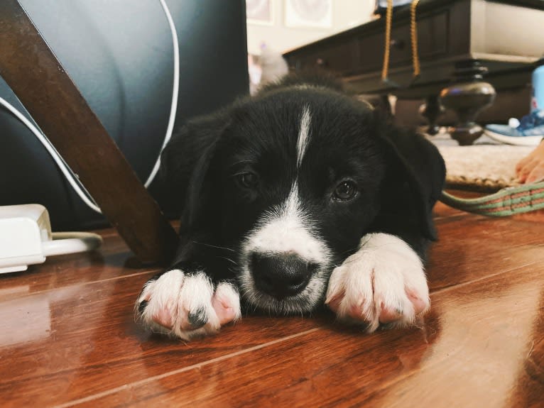 Marlowe Gandalf, a Siberian Husky and Australian Shepherd mix tested with EmbarkVet.com