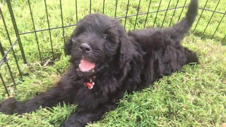 Jasper, a Goldendoodle tested with EmbarkVet.com