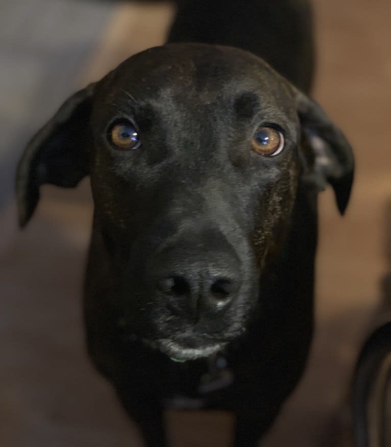 Braxton, a Mountain Cur tested with EmbarkVet.com