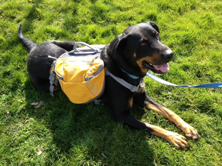 Prim (AKA #bestdogever), a Rottweiler and Labrador Retriever mix tested with EmbarkVet.com