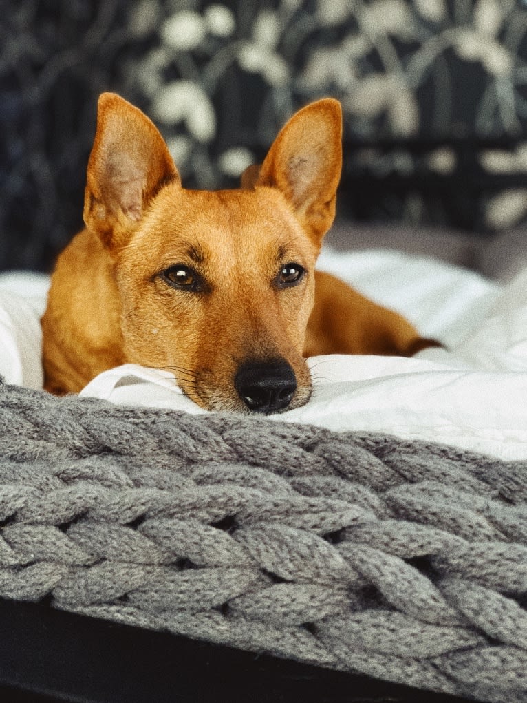 Pepper, a Russell-type Terrier and Australian Cattle Dog mix tested with EmbarkVet.com