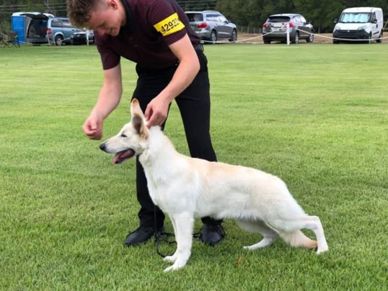 Winter, a White Shepherd tested with EmbarkVet.com