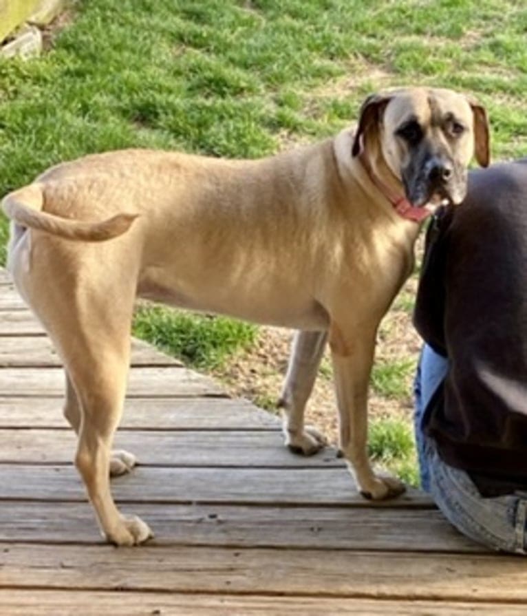 Cali, a Perro de Presa Canario tested with EmbarkVet.com