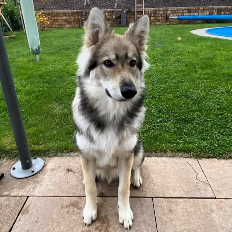 Draco, a Czechoslovakian Vlcak and German Shepherd Dog mix tested with EmbarkVet.com