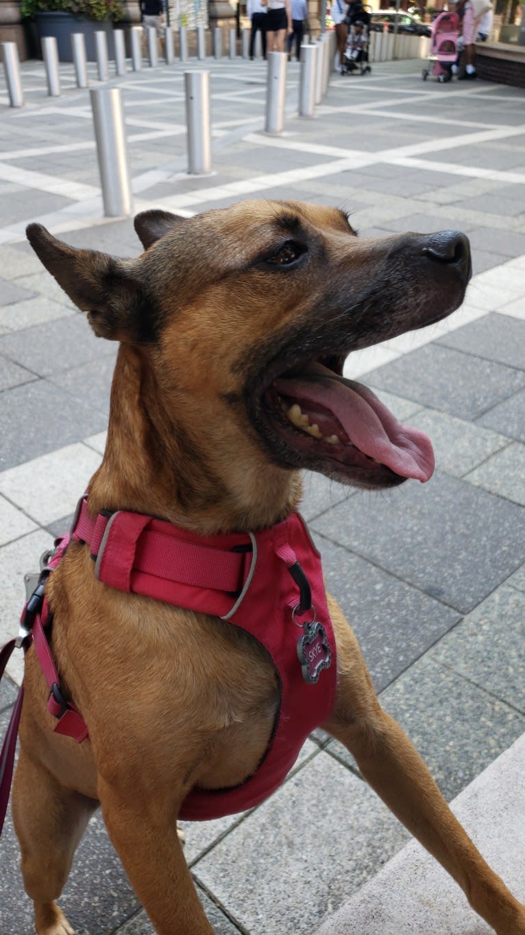 Skye, an American Pit Bull Terrier and Rottweiler mix tested with EmbarkVet.com