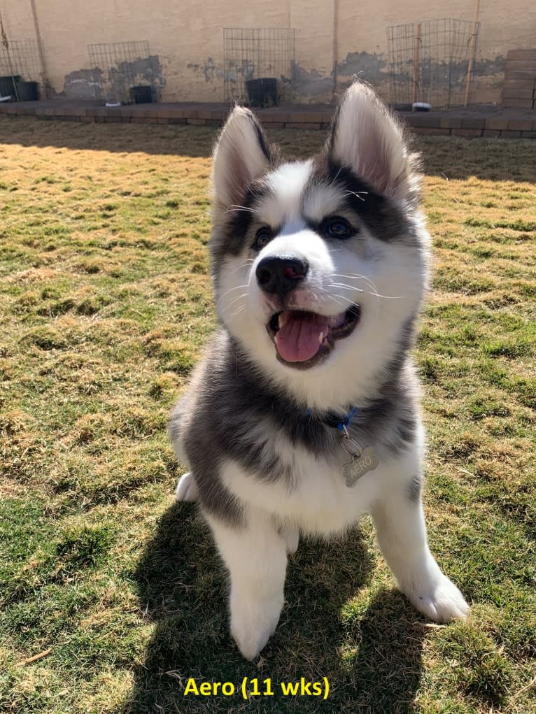 Aero, an Alaskan Malamute and Siberian Husky mix tested with EmbarkVet.com