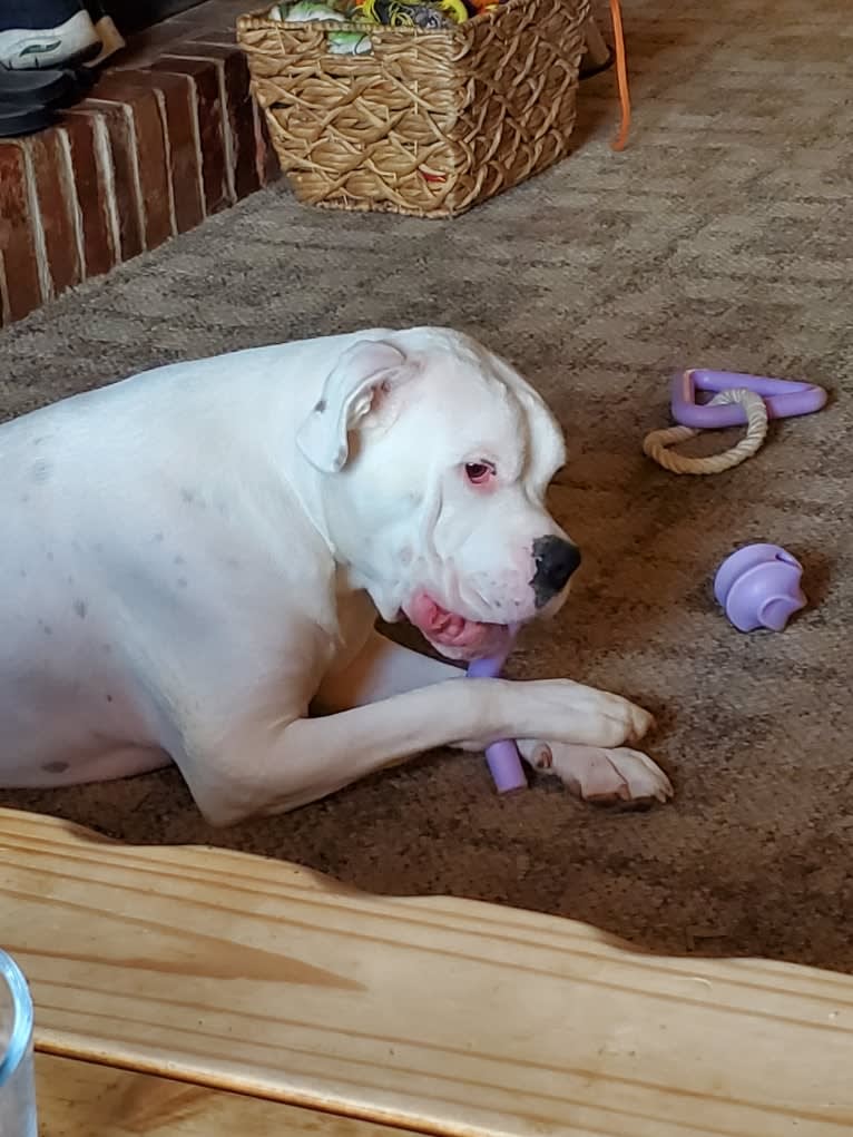Thorsen, a Boxer and Saint Bernard mix tested with EmbarkVet.com