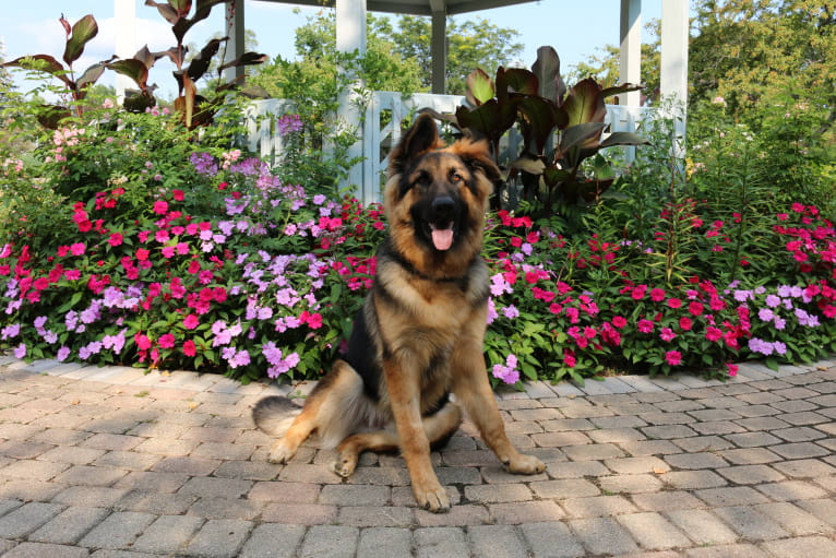 Moose, a German Shepherd Dog and Black Russian Terrier mix tested with EmbarkVet.com