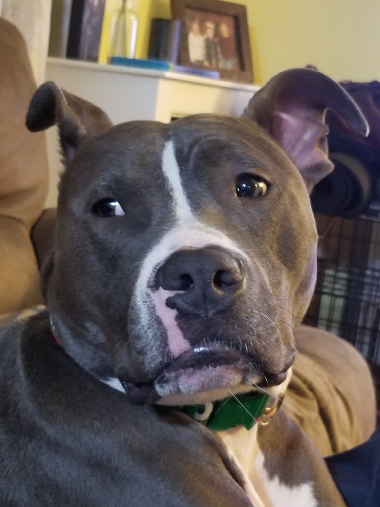 Asher, an American Bully tested with EmbarkVet.com