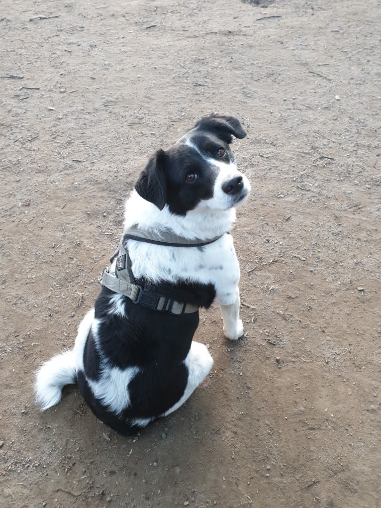 Kilida, an Eastern European Village Dog tested with EmbarkVet.com