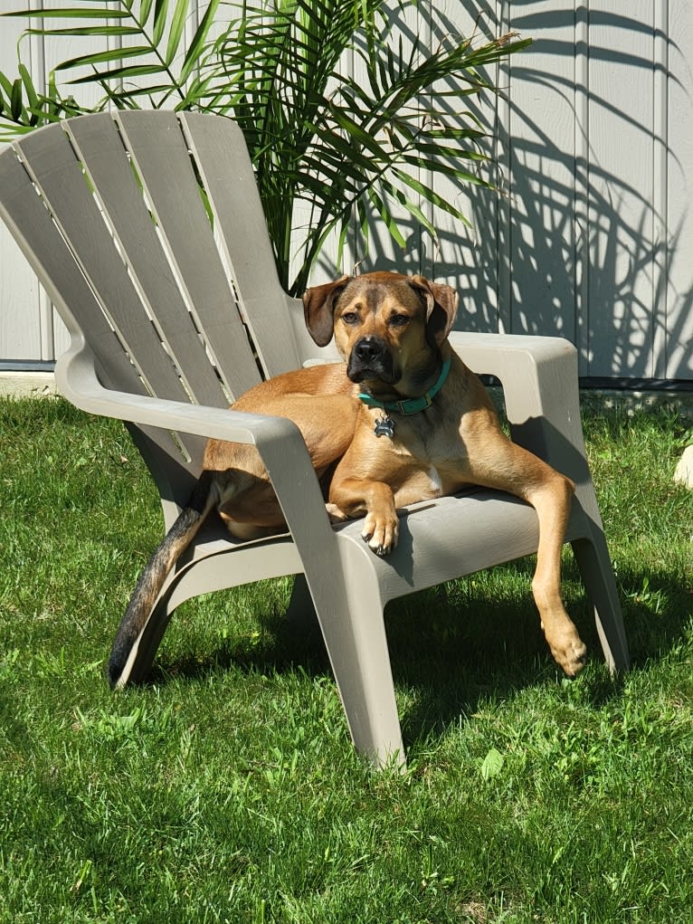 Jordi, an American Pit Bull Terrier and Treeing Walker Coonhound mix tested with EmbarkVet.com